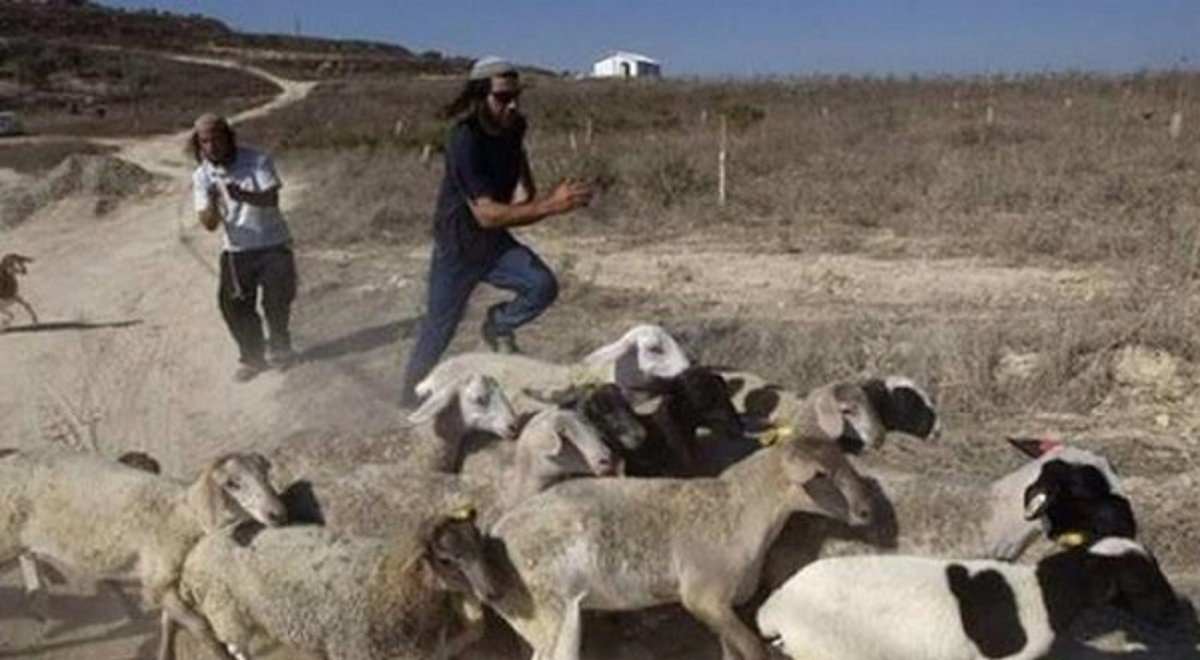 مستوطنون يسرقون محتويات "بركس" أغنام في بيت دجن
